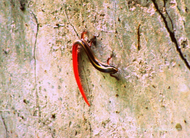 Red Tailed Lizard at Keoladeo National Park (also known as Bharatpur Bird Sanctuary), Bharatpur, Rajasthan, India