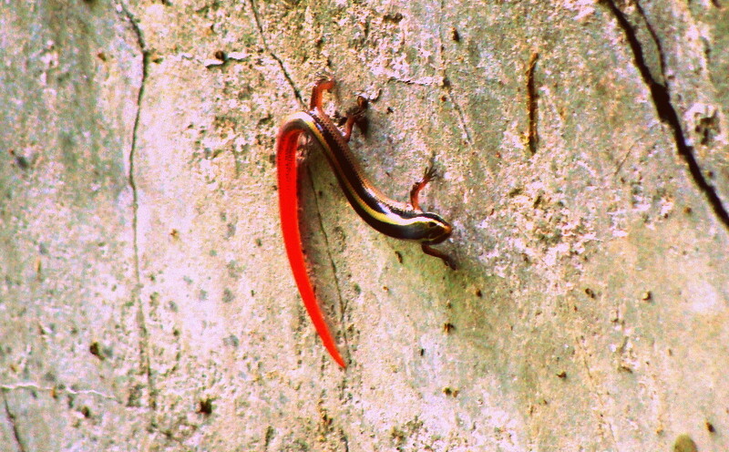 Red Tailed Lizard at Keoladeo National Park (also known as Bharatpur Bird Sanctuary), Bharatpur, Rajasthan, India