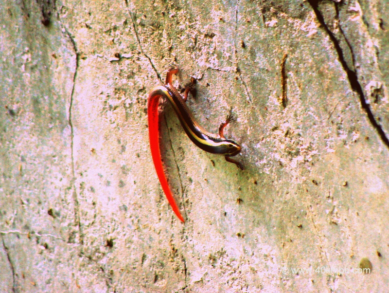 Red Tailed Lizard at Keoladeo National Park (also known as Bharatpur Bird Sanctuary), Bharatpur, Rajasthan, India