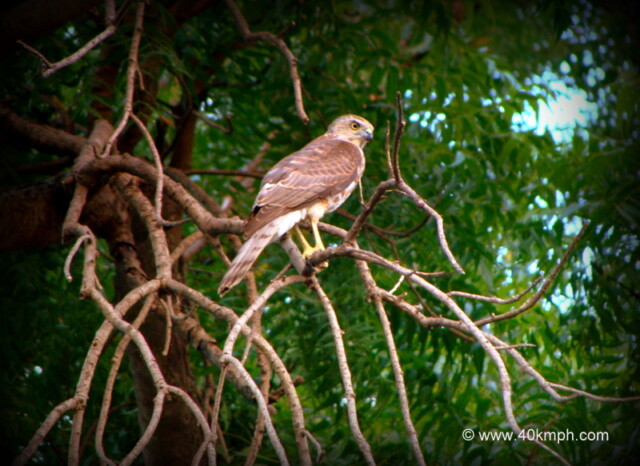 Sparrow Hawk Bird at Keoladeo National Park (also known as Bharatpur Bird Sanctuary), Bharatpur, Rajasthan, India