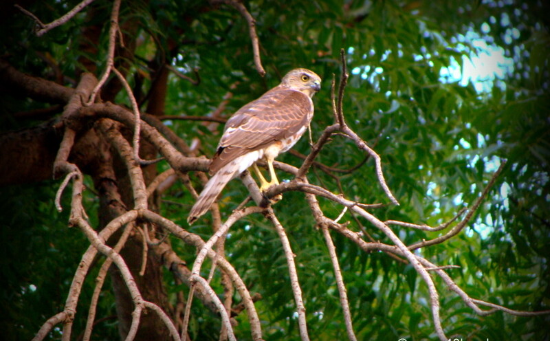 Sparrow Hawk Bird at Keoladeo National Park (also known as Bharatpur Bird Sanctuary), Bharatpur, Rajasthan, India