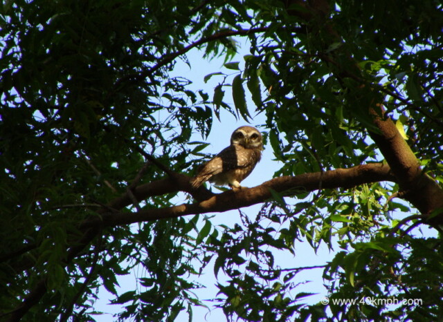 Spotted Owl at Keoladeo National Park (also known as Bharatpur Bird Sanctuary), Bharatpur, Rajasthan, India