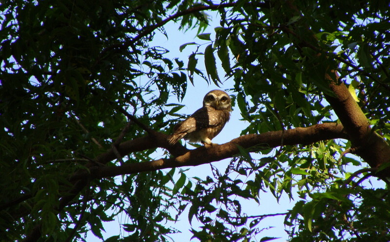 Spotted Owl at Keoladeo National Park (also known as Bharatpur Bird Sanctuary), Bharatpur, Rajasthan, India