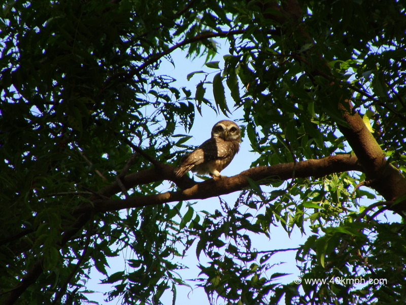 Spotted Owl at Keoladeo National Park (also known as Bharatpur Bird Sanctuary), Bharatpur, Rajasthan, India