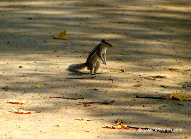 Squirrel on Road at Keoladeo National Park (also known as Bharatpur Bird Sanctuary), Bharatpur, Rajasthan, India
