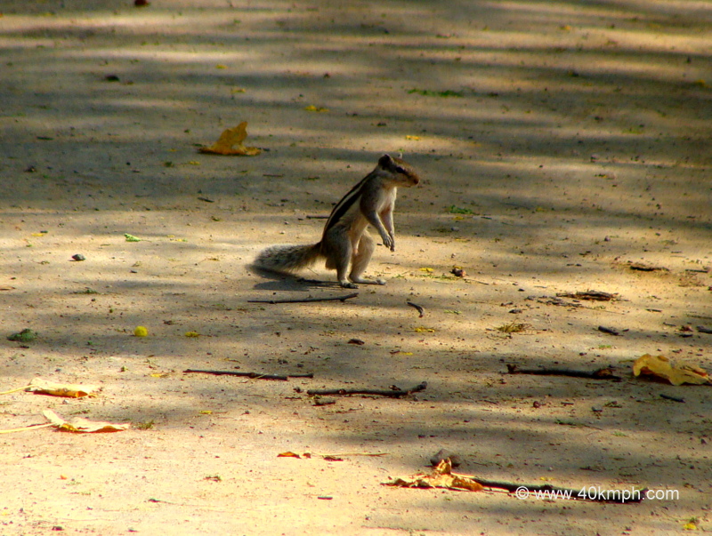 Squirrel on Road at Keoladeo National Park (also known as Bharatpur Bird Sanctuary), Bharatpur, Rajasthan, India