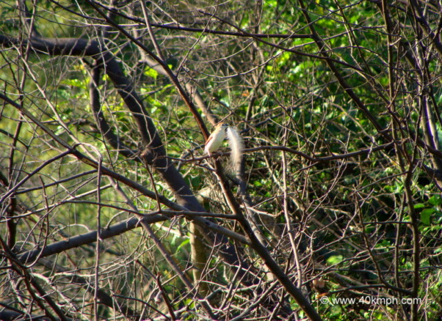 White-browed Bulbul at Keoladeo National Park (also known as Bharatpur Bird Sanctuary), Bharatpur, Rajasthan, India