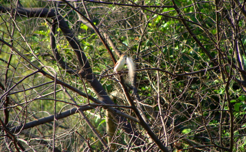 White-browed Bulbul at Keoladeo National Park (also known as Bharatpur Bird Sanctuary), Bharatpur, Rajasthan, India