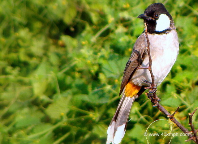 White-eared Bulbul at Keoladeo National Park (also known as Bharatpur Bird Sanctuary), Bharatpur, Rajasthan, India
