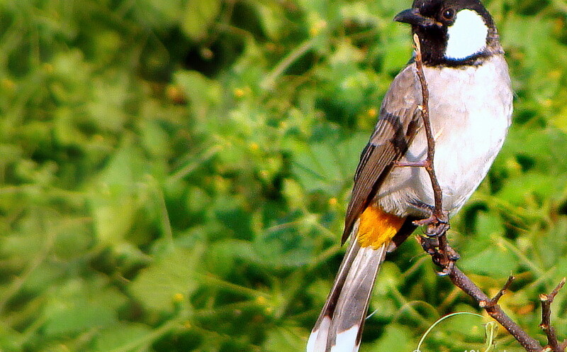 White-eared Bulbul at Keoladeo National Park (also known as Bharatpur Bird Sanctuary), Bharatpur, Rajasthan, India
