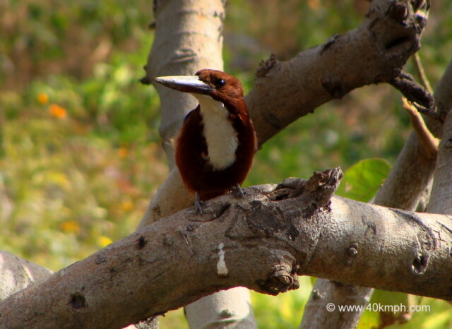 An Indian Roller Bird Sitting on a Branch at Tapovan, Rishikesh, Uttarakhand, India