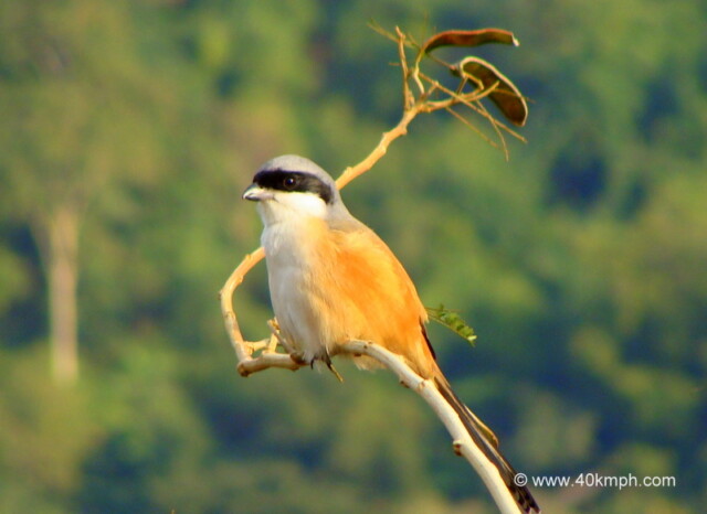 Grey-backed Shrike at Tapovan, Rishikesh, Uttarakhand, India