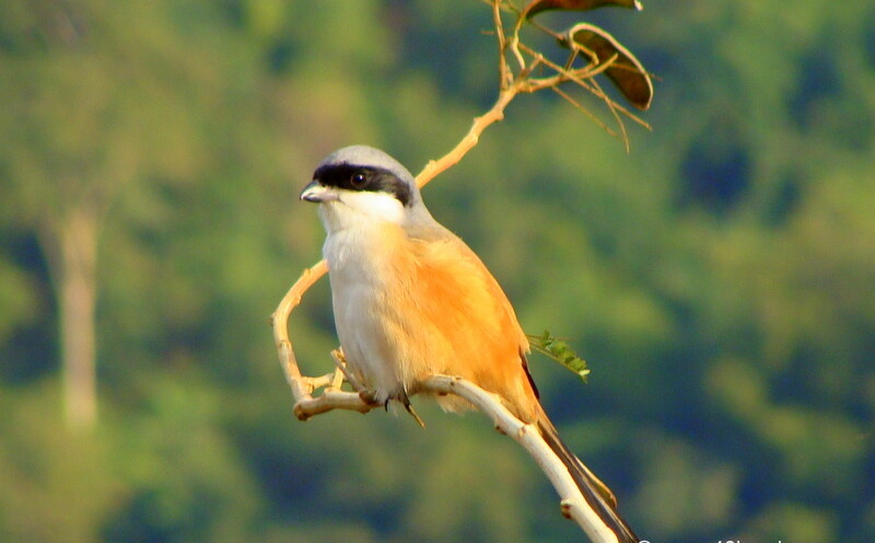 Grey-backed Shrike at Tapovan, Rishikesh, Uttarakhand, India