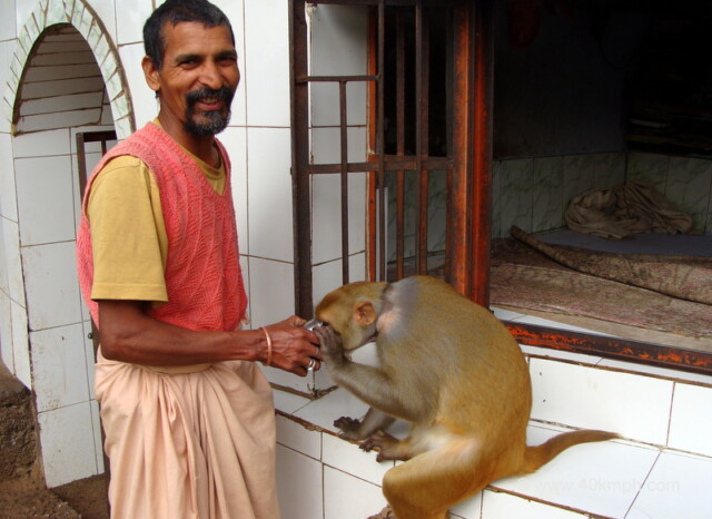 Monkey Drinking Glass of Water at Kailash Gufa, Loyal village, Tehri Garhwal, Uttarakhand, India