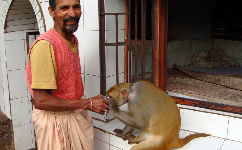 Monkey Drinking Glass of Water at Kailash Gufa, Loyal village, Tehri Garhwal, Uttarakhand, India