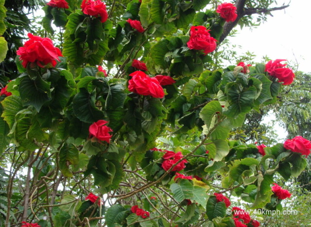 Poinsettia Plant and Flowers at Tapovan, Rishikesh, Uttarakhand, India