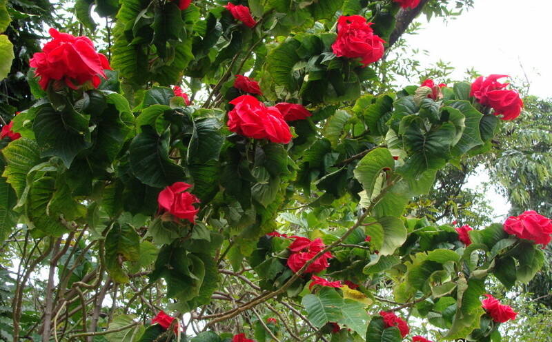 Poinsettia Plant and Flowers at Tapovan, Rishikesh, Uttarakhand, India