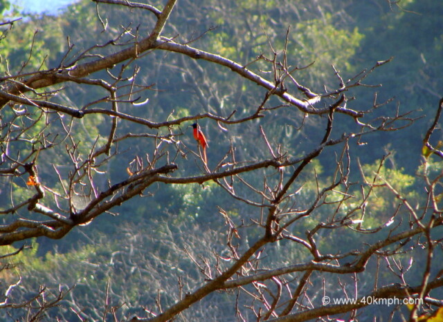 Scarlet Minivet Bird - Male at Manikut Parvat, Rishikesh, Uttarakhand, India