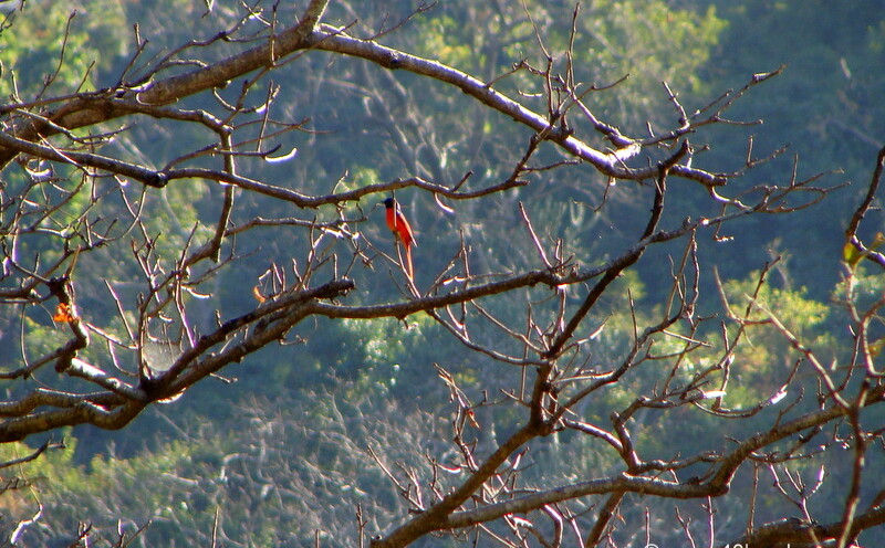 Scarlet Minivet Bird - Male at Manikut Parvat, Rishikesh, Uttarakhand, India