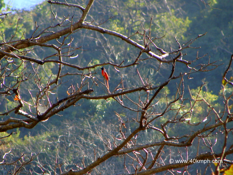 Scarlet Minivet Bird - Male at Manikut Parvat, Rishikesh, Uttarakhand, India