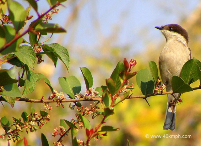 Bar-winged Flycatcher-shrike - Female at Tapovan, Rishikesh, Uttarakhand, India