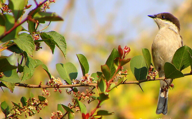 Bar-winged Flycatcher-shrike - Female at Tapovan, Rishikesh, Uttarakhand, India