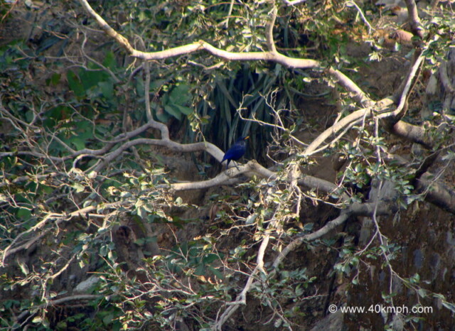 Blue Whistling Thrush at Ramana’s Garden, Tapovan, Rishikesh, Uttarakhand, India
