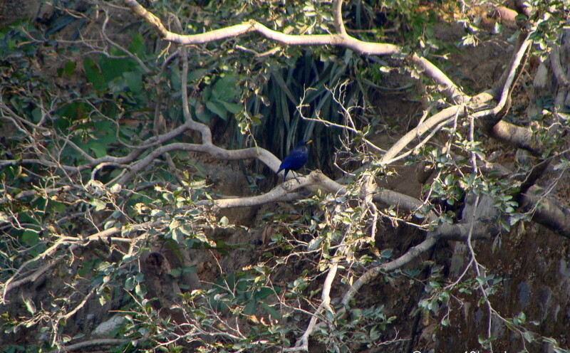 Blue Whistling Thrush at Ramana’s Garden, Tapovan, Rishikesh, Uttarakhand, India