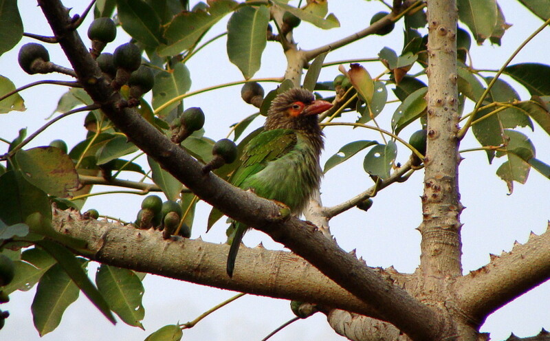 Brown-headed Barbet at Tapovan, Rishikesh, Uttarakhand, India