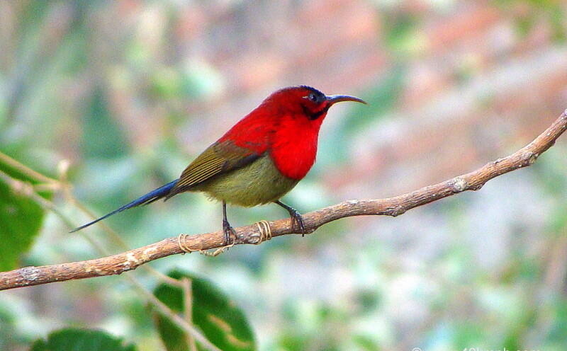 Crimson Sunbird - Male at Ramana’s Garden, Tapovan, Rishikesh, Uttarakhand, India