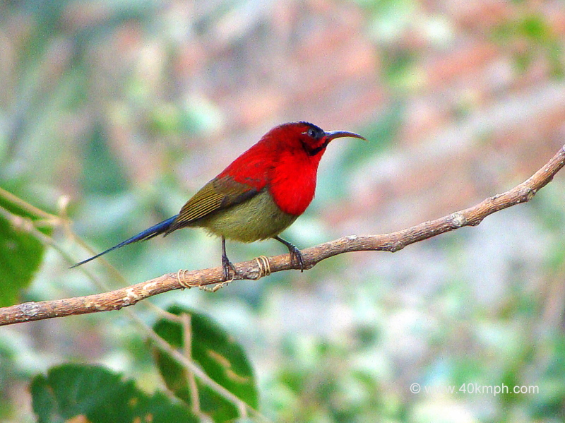 Crimson Sunbird - Male at Ramana’s Garden, Tapovan, Rishikesh, Uttarakhand, India