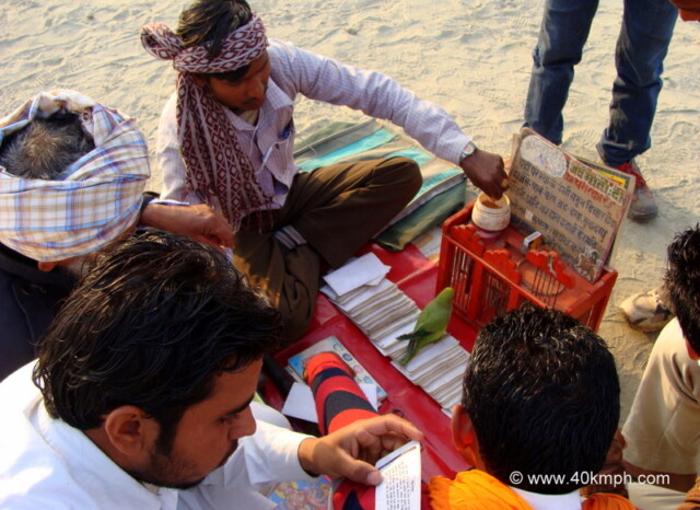 Fortune Teller with Parrot at Kumbh Mela 2013, Allahabad, Uttar Pradesh, India