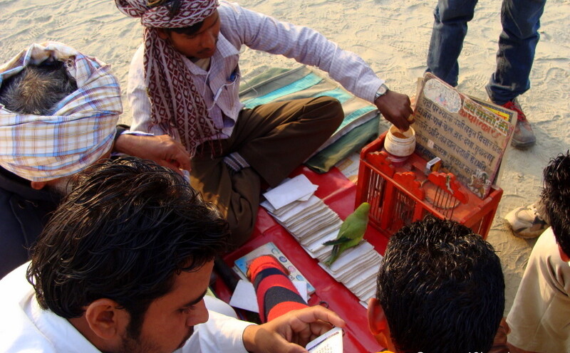 Fortune Teller with Parrot at Kumbh Mela 2013, Allahabad, Uttar Pradesh, India