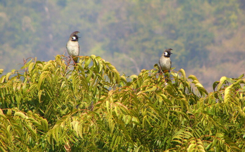 Himalayan Bulbul at Tapovan, Rishikesh, Uttarakhand, India