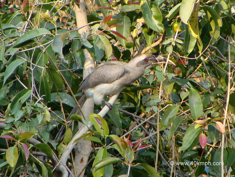 Indian Grey Hornbill at Tapovan, Rishikesh, Uttarakhand, India