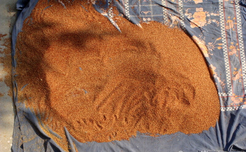 Mandwa Grain Crop of Uttarakhand (India)