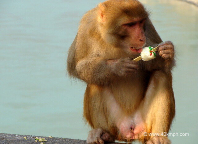 Monkey Eating Ice Cream at Laxman Jhula, Rishikesh, Uttarakhand, India
