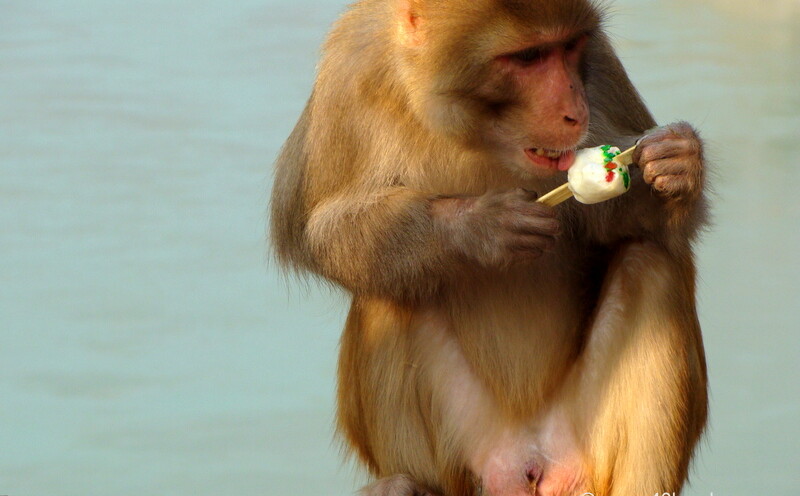 Monkey Eating Ice Cream at Laxman Jhula, Rishikesh, Uttarakhand, India