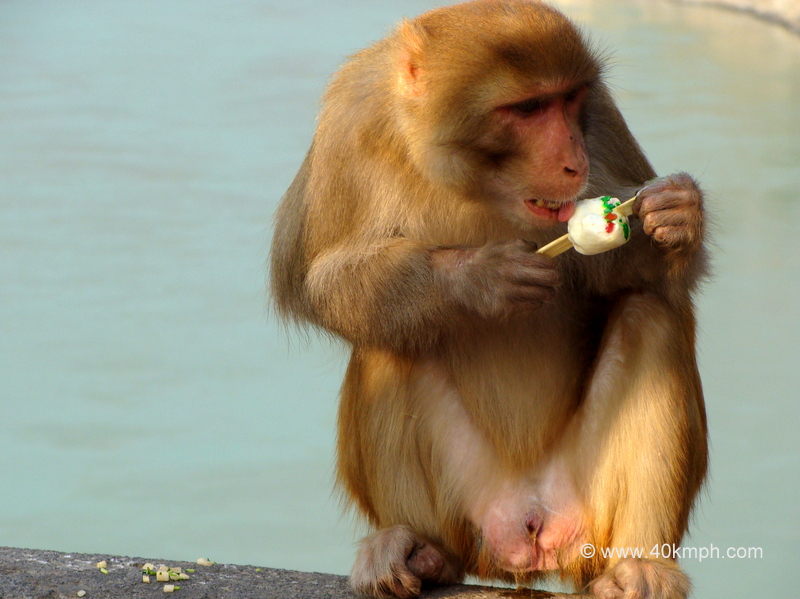 Monkey Eating Ice Cream at Laxman Jhula, Rishikesh, Uttarakhand, India