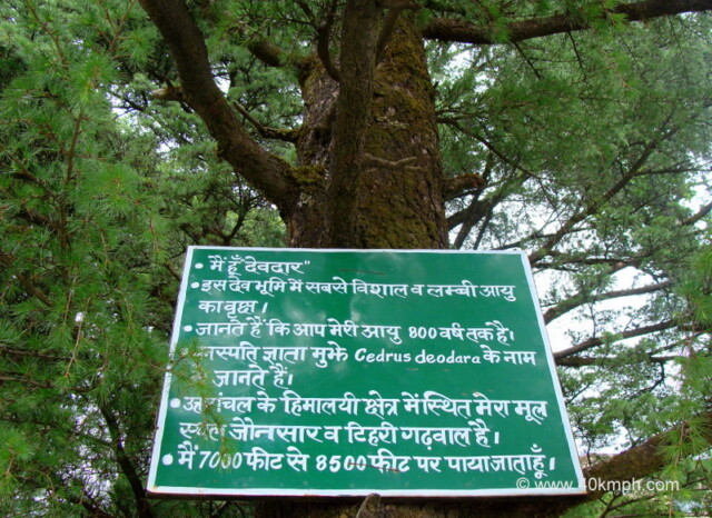 Deodar Tree