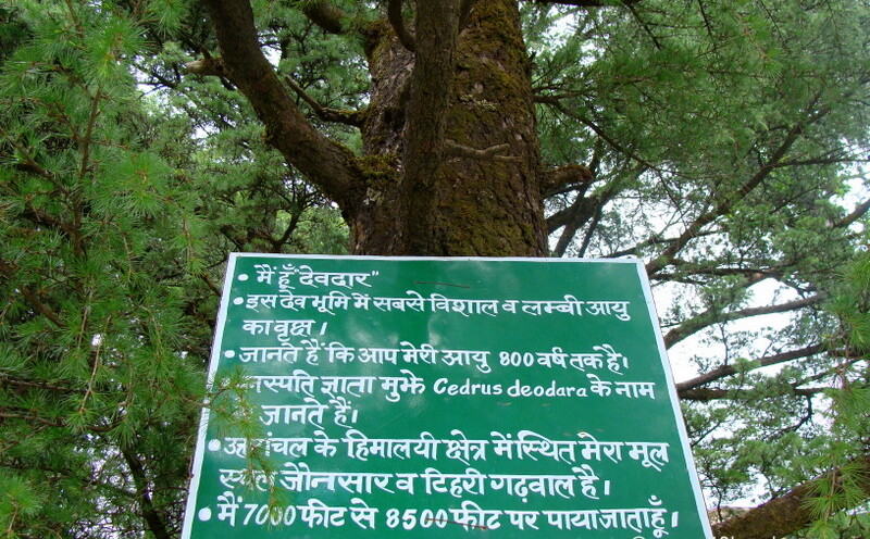 Deodar Tree