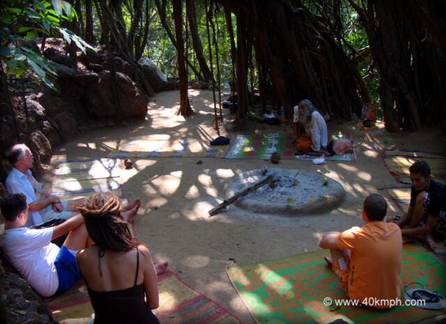 Banyan Tree nearby Sweet Lake, Arambol Beach (Pernem, Goa, India)