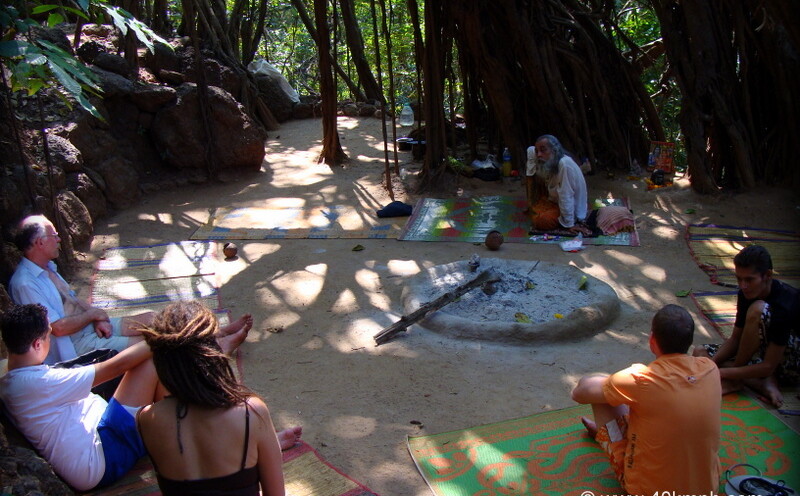 Banyan Tree nearby Sweet Lake, Arambol Beach (Pernem, Goa, India)