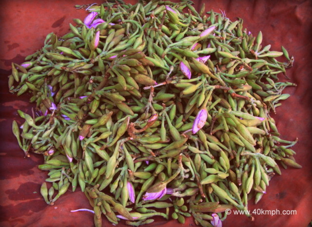 Kachnar Ki Kali at Vrindavan, Uttar Pradesh, India