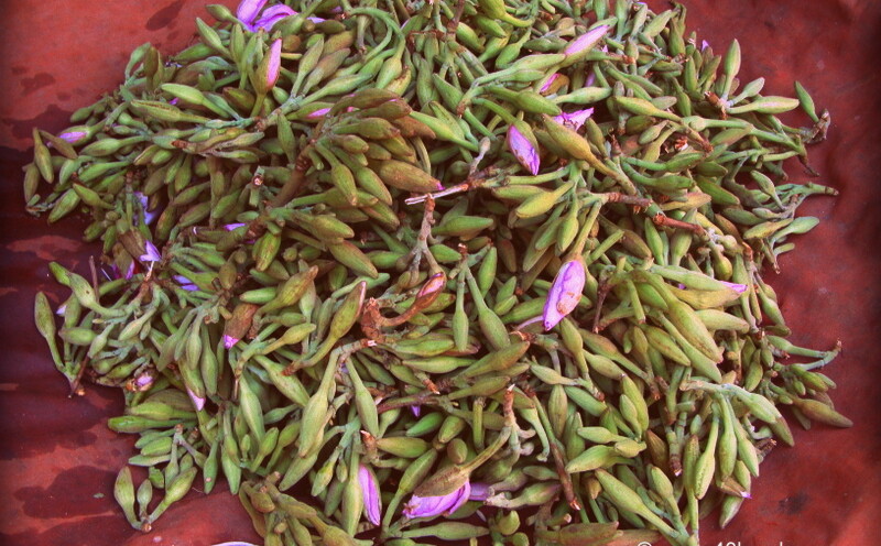 Kachnar Ki Kali at Vrindavan, Uttar Pradesh, India