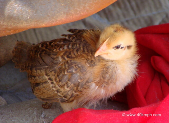 Baby Hawk Bird nearby Ram Tirath, Devprayag, Uttarakhand, India