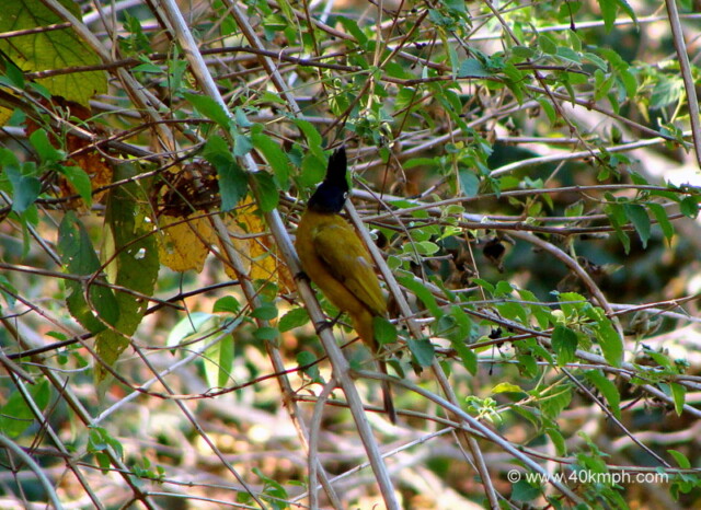 Black Crested Bulbul at Neelkanth – Chilla road, Rishikesh, Uttarakhand, India