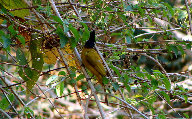 Black Crested Bulbul at Neelkanth – Chilla road, Rishikesh, Uttarakhand, India