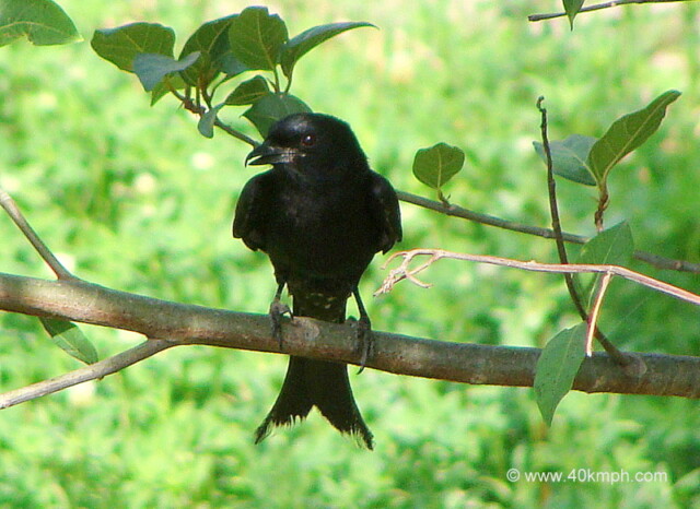 Black Drongo at Tapovan, Rishikesh, Uttarakhand, India