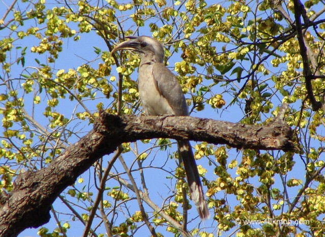 Indian Grey Hornbill - Male at Neelkanth – Chilla Road, Rishikesh, Uttarakhand, India